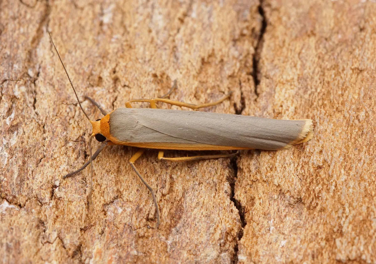 Polilla Footman Escasa