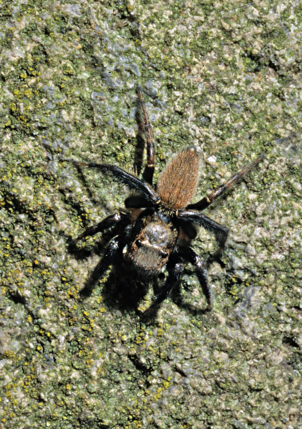 Araña Pavo Real Gris