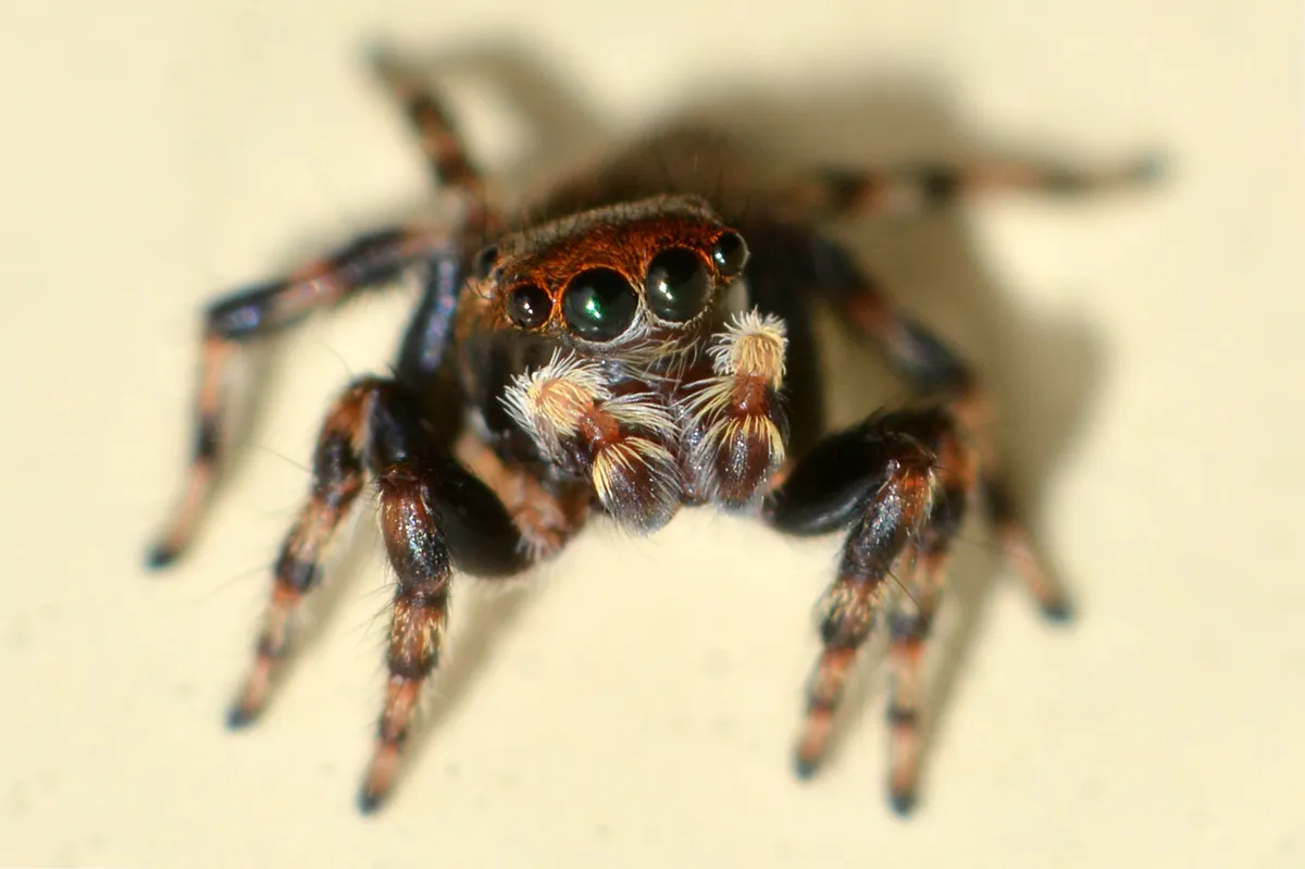 Araña Pavo Real Gris