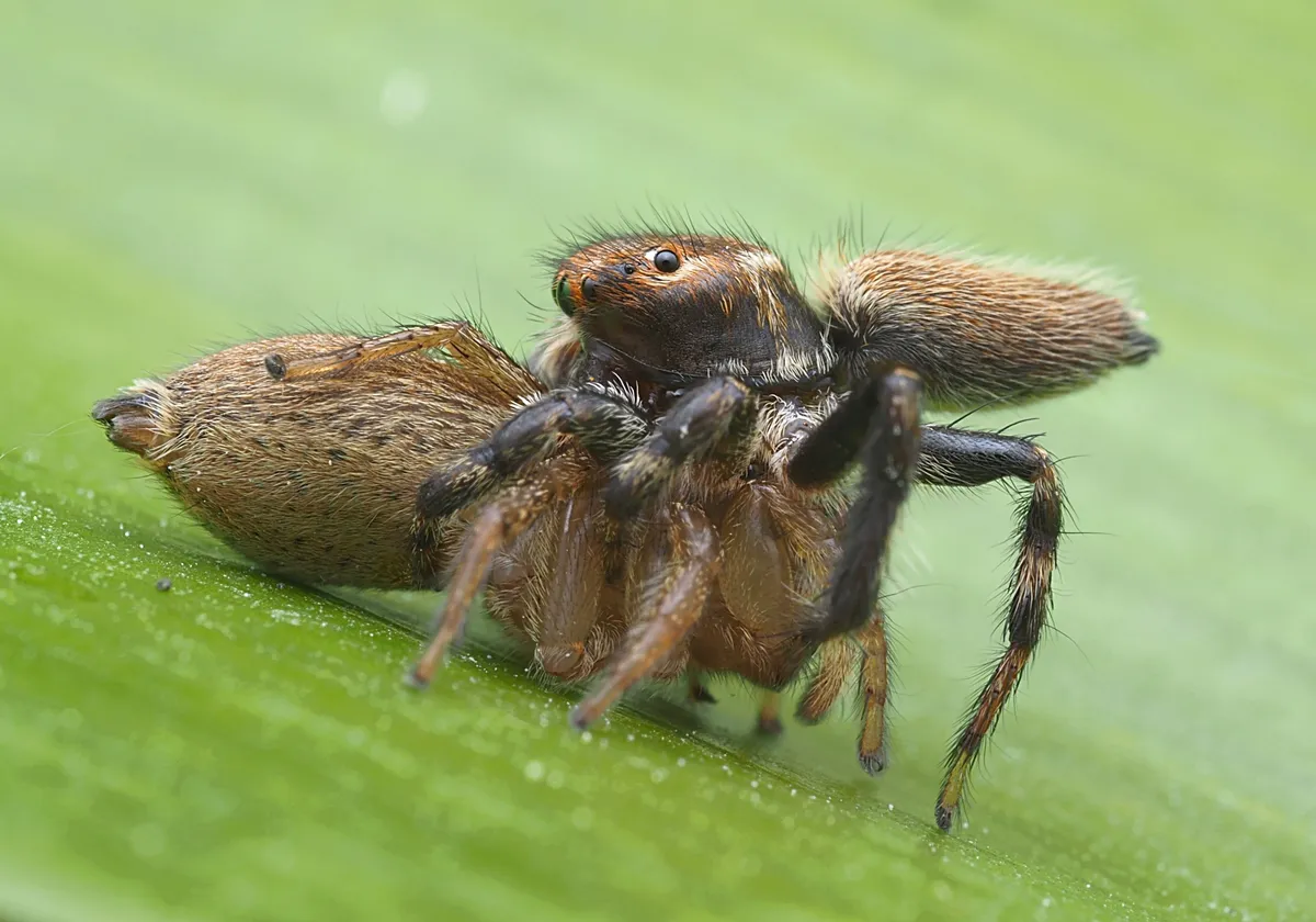 Araña Pavo Real Gris