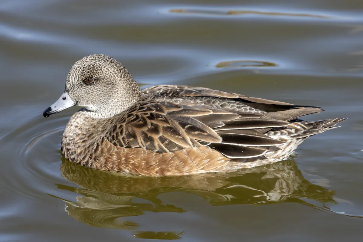 Pato Calvo Americano