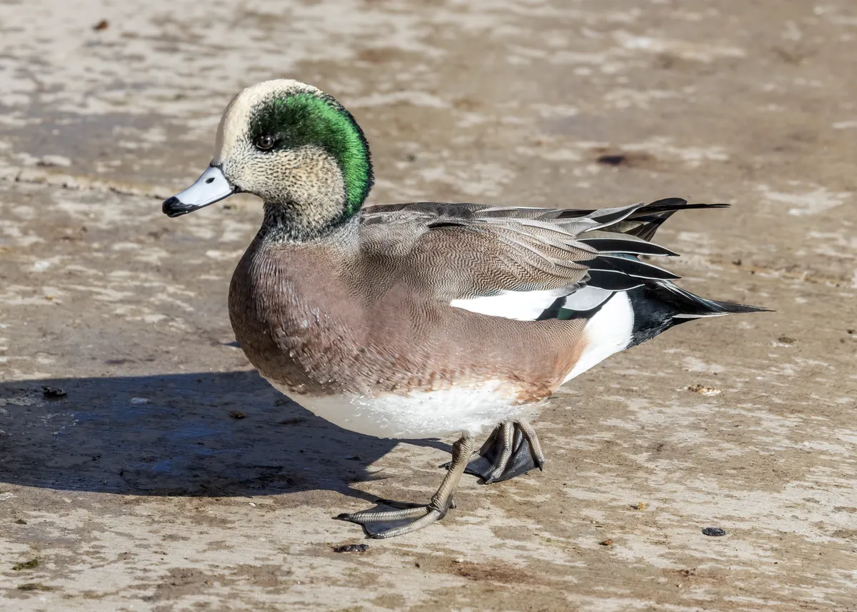 Pato Calvo Americano