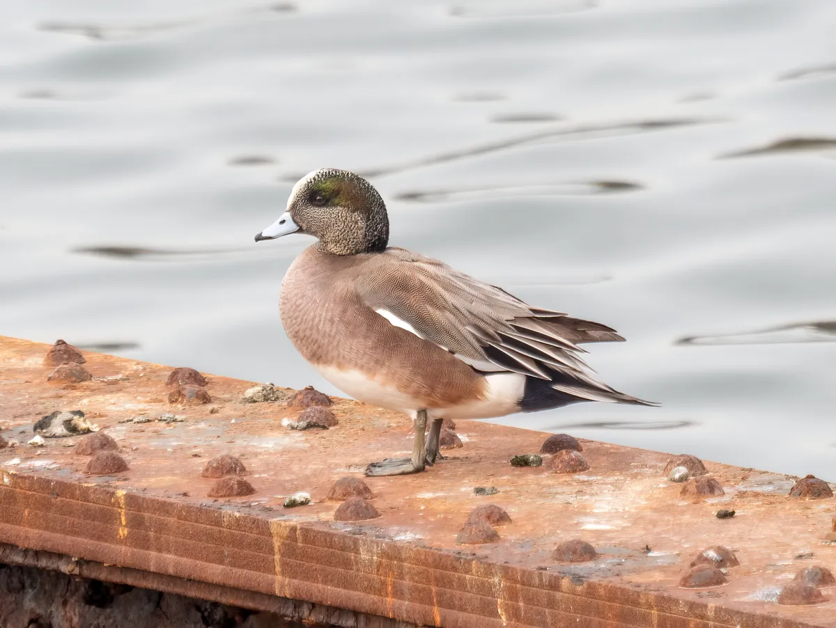 Pato Calvo Americano