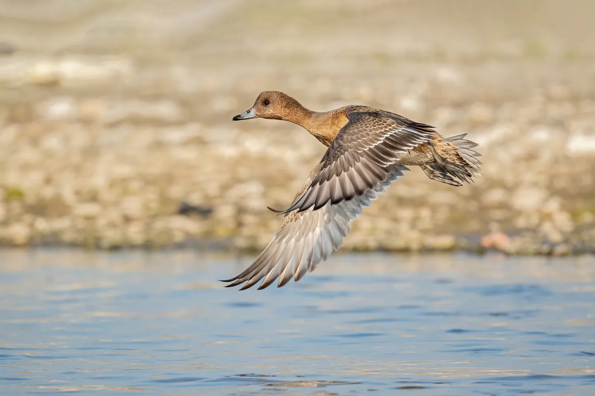 Eurasian Wigeon