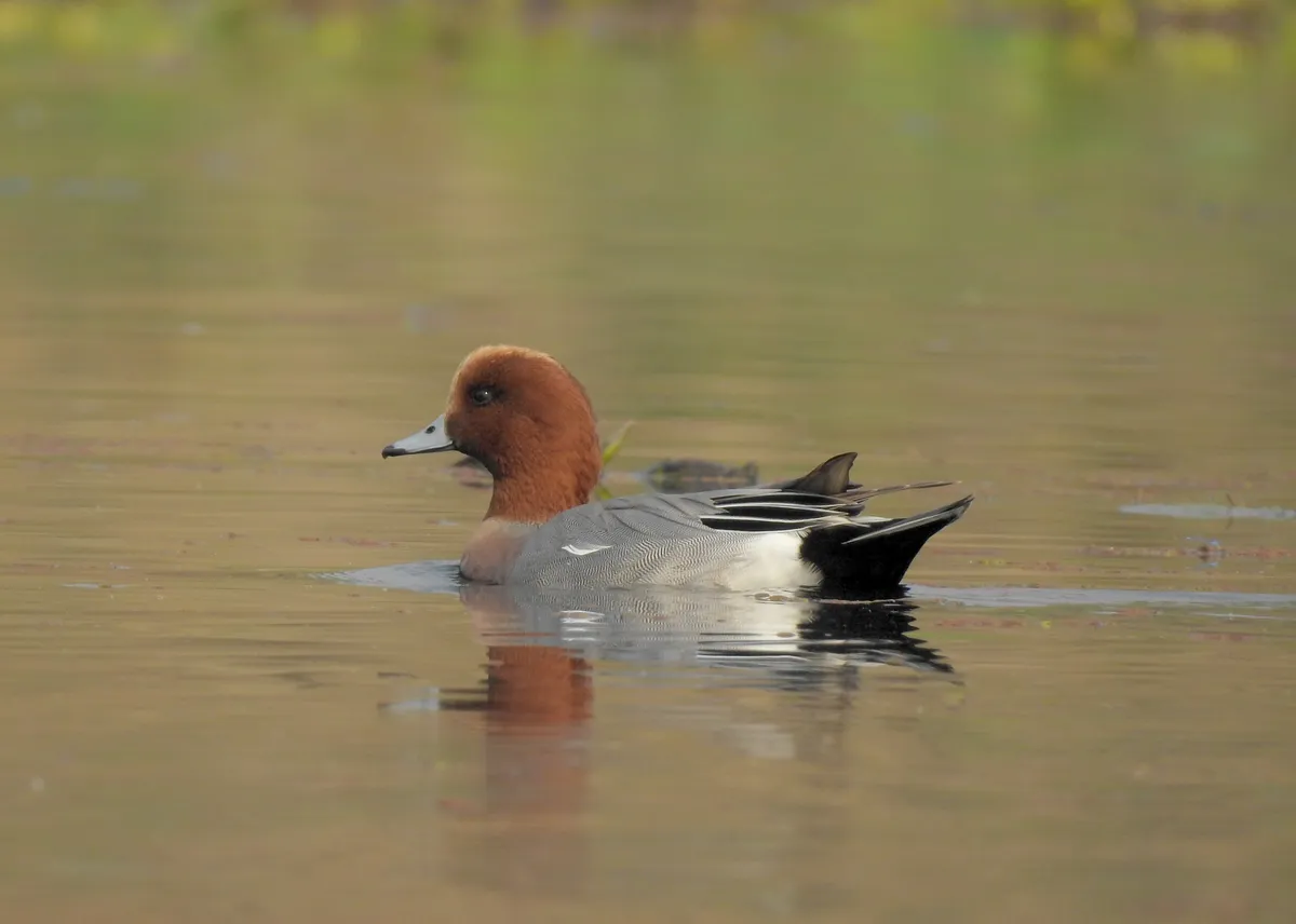 Eurasian Wigeon