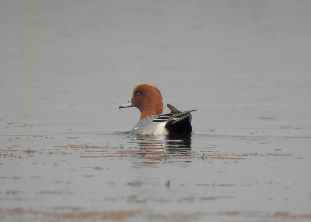 Eurasian Wigeon