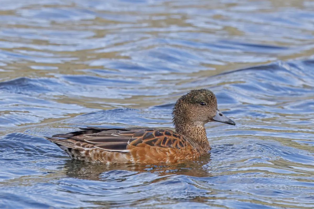 Eurasian Wigeon