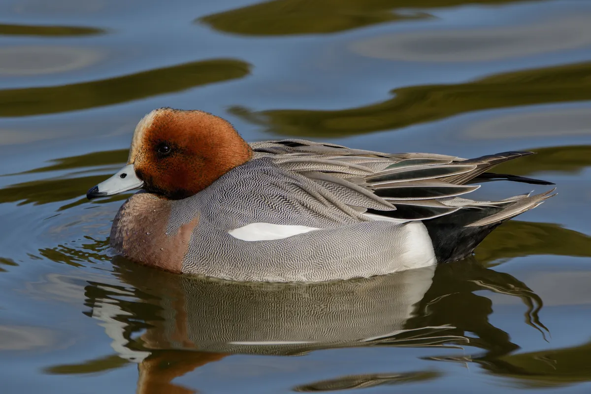 Eurasian Wigeon