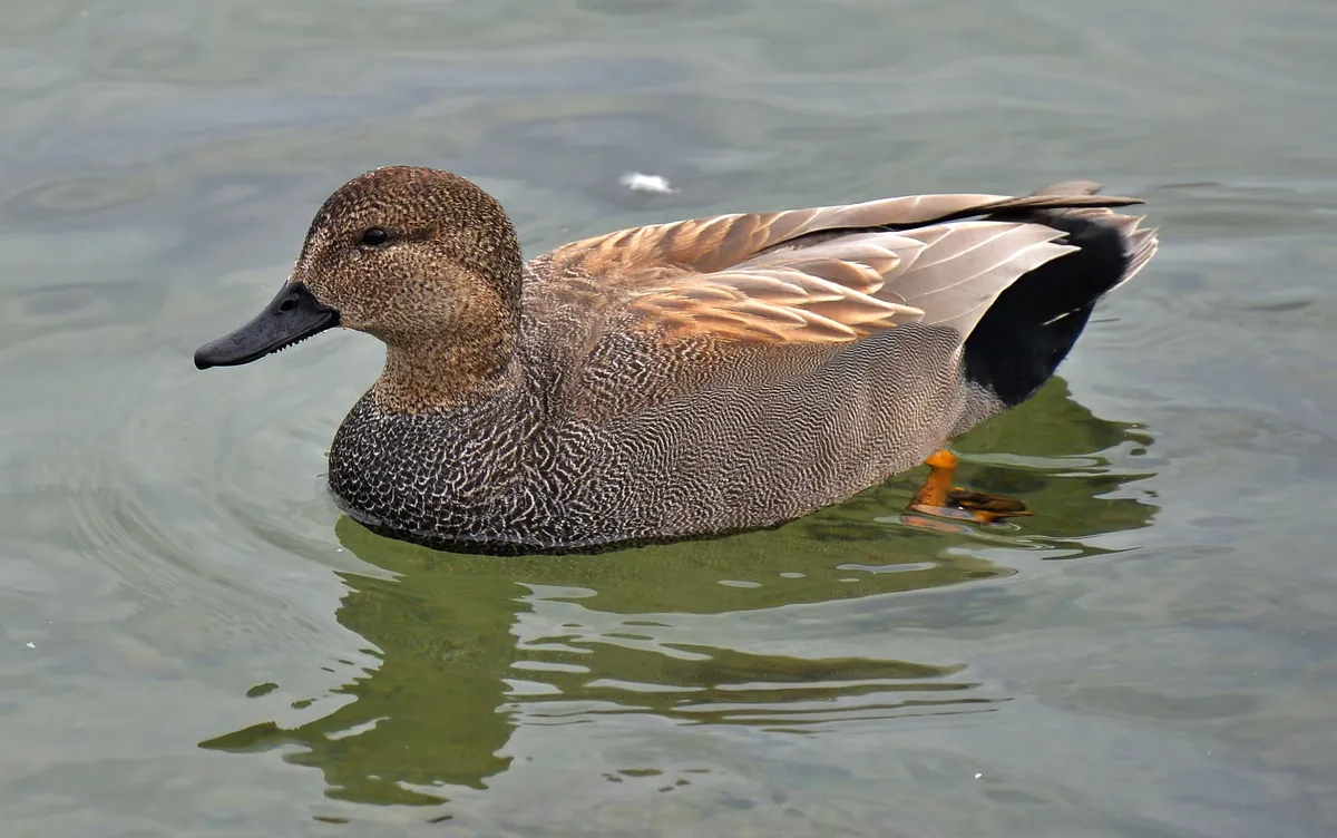 Gadwall