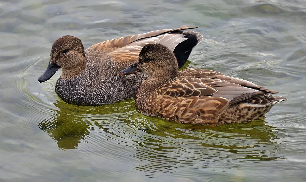 Gadwall