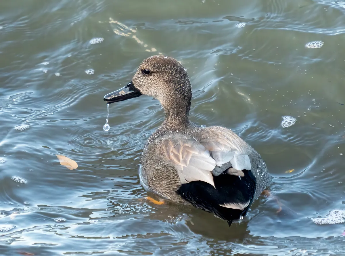 Gadwall