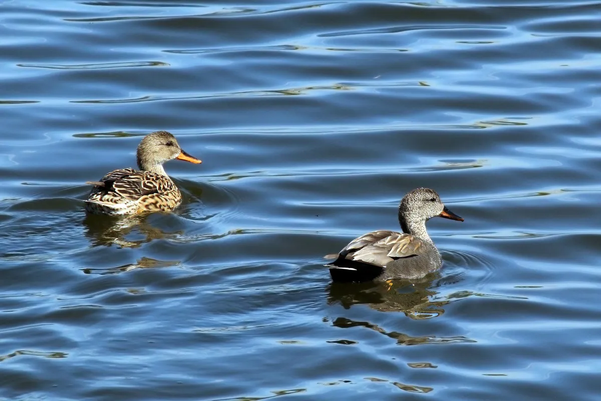 Gadwall