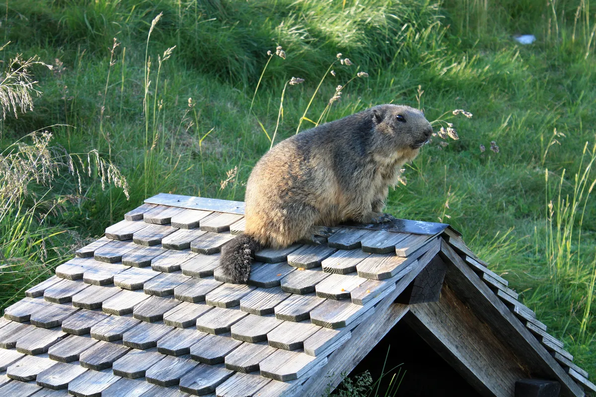 Marmota Bobak