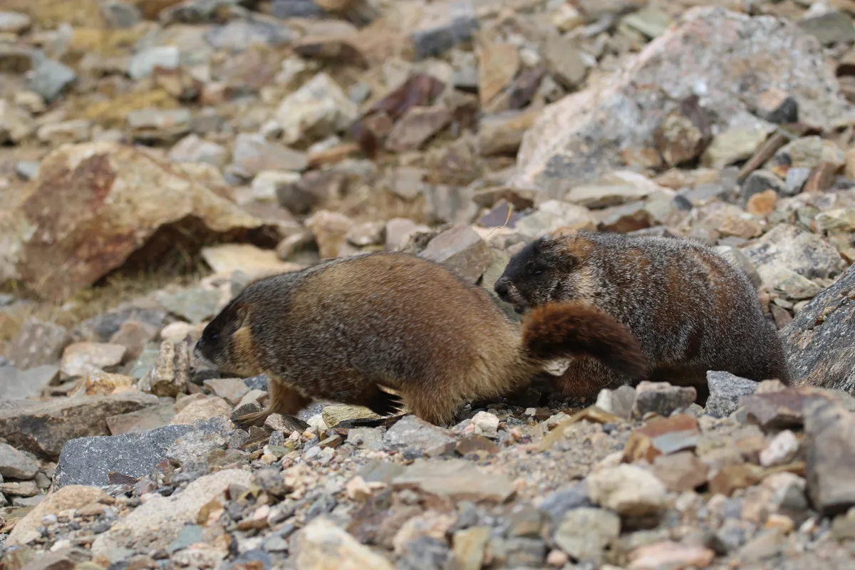 Marmota de Vientre Amarillo