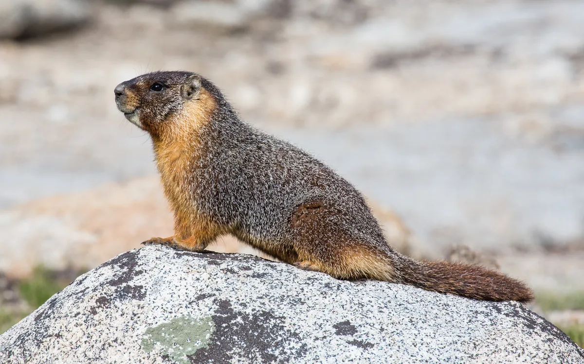 Marmota de Vientre Amarillo
