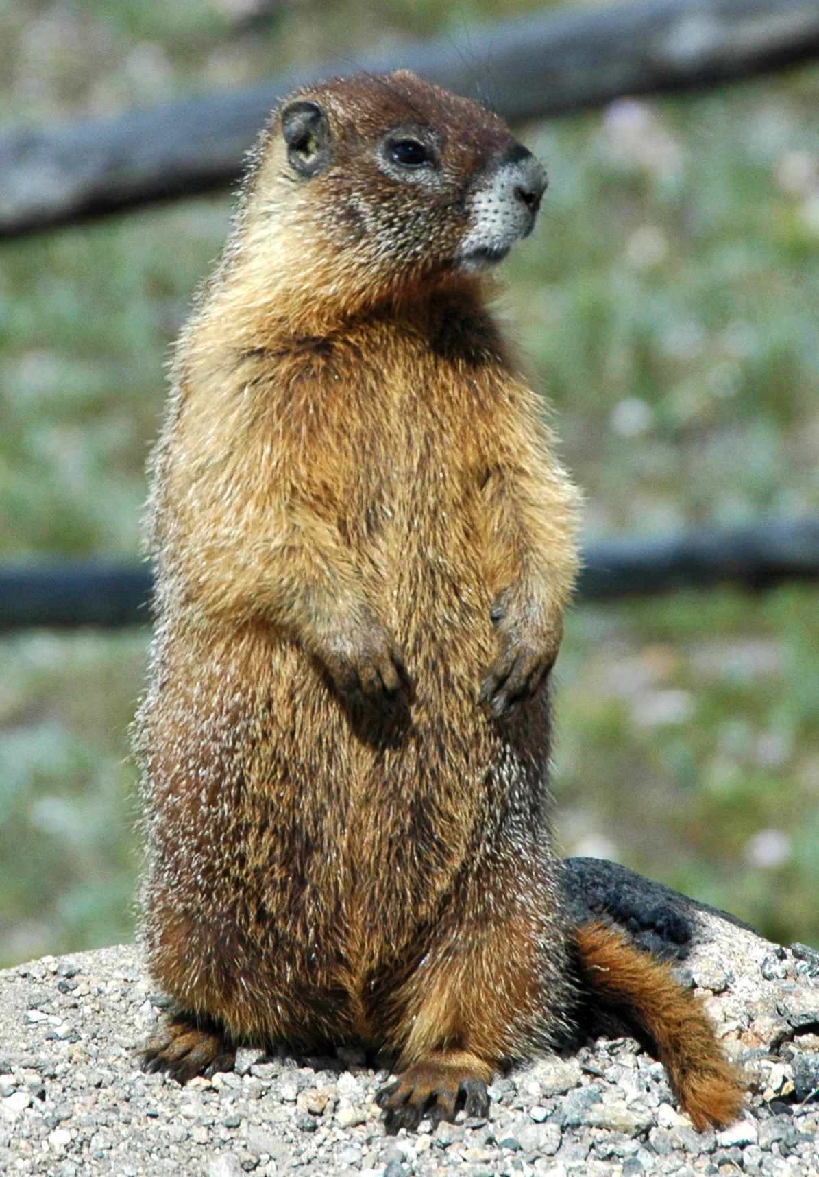 Marmota de Vientre Amarillo