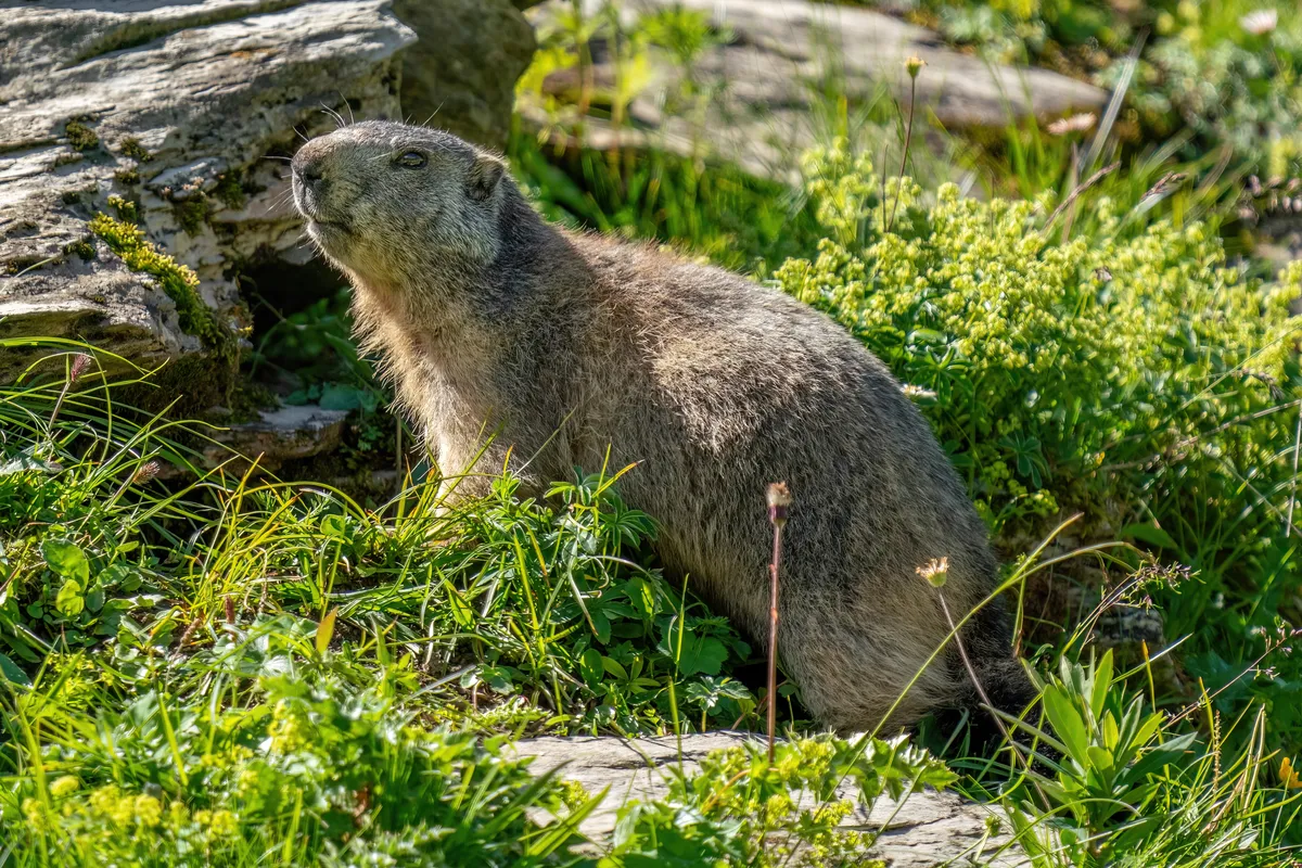 Marmota Alpina