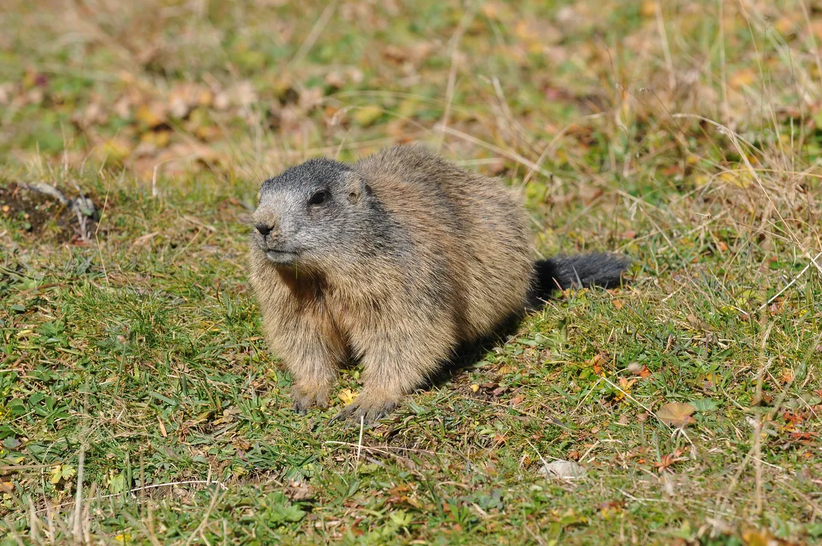 Marmota Alpina