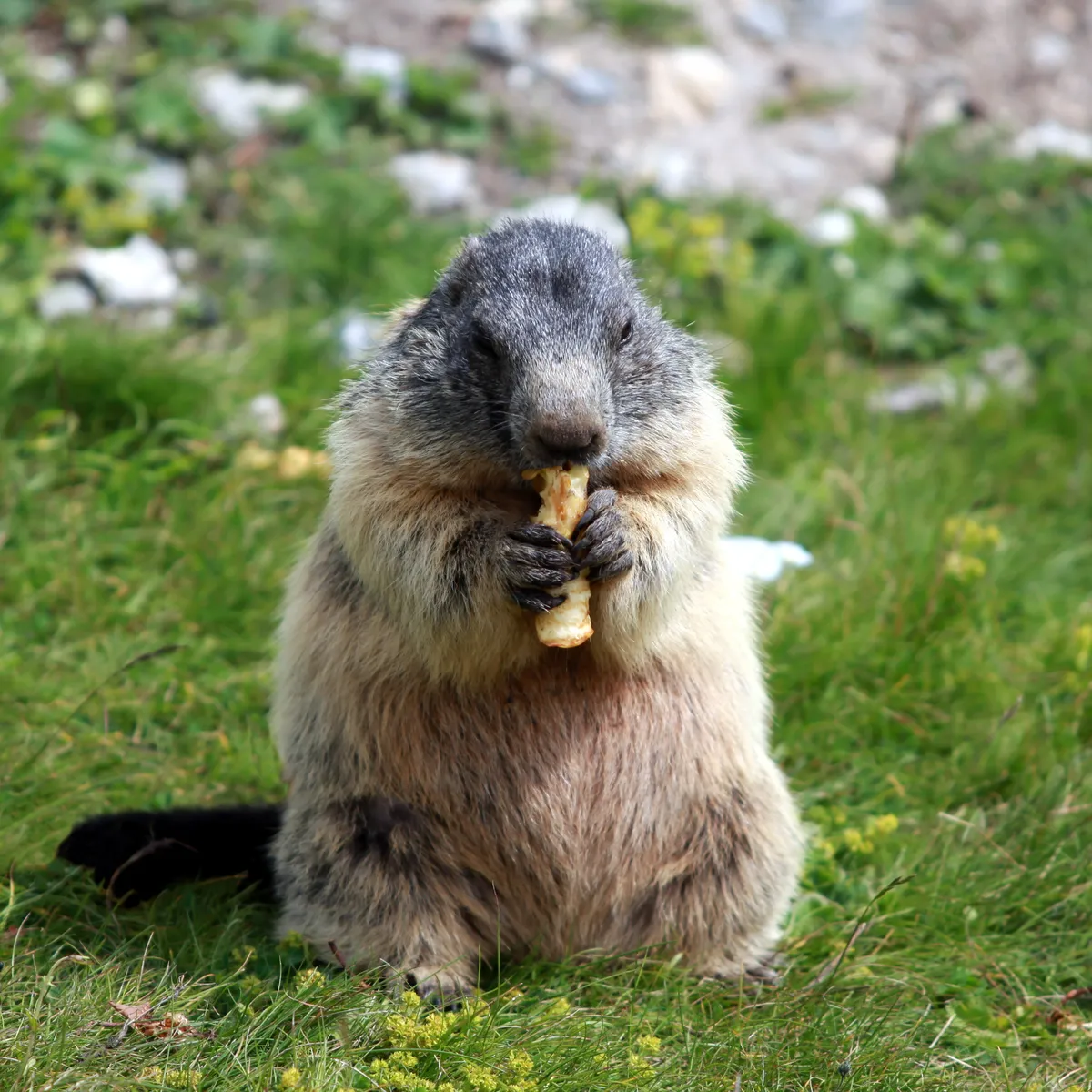 Marmota Alpina