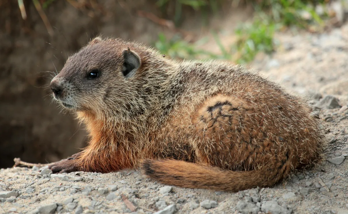 Groundhog