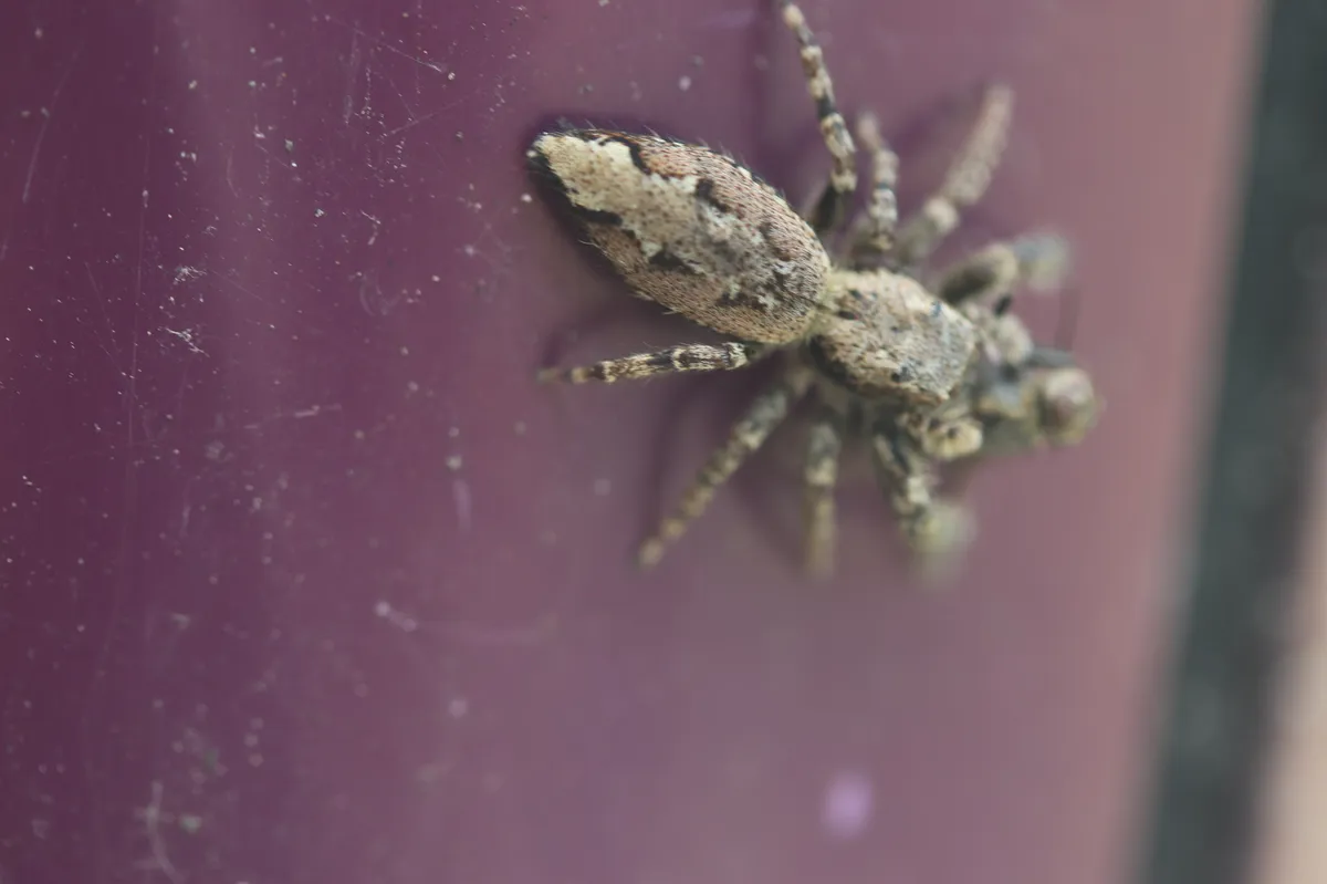 Araña Saltarina de Musgo