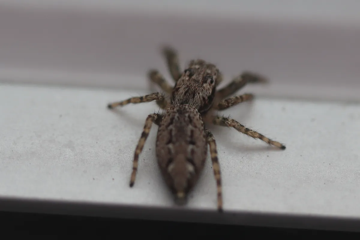 Araña Saltarina de Musgo