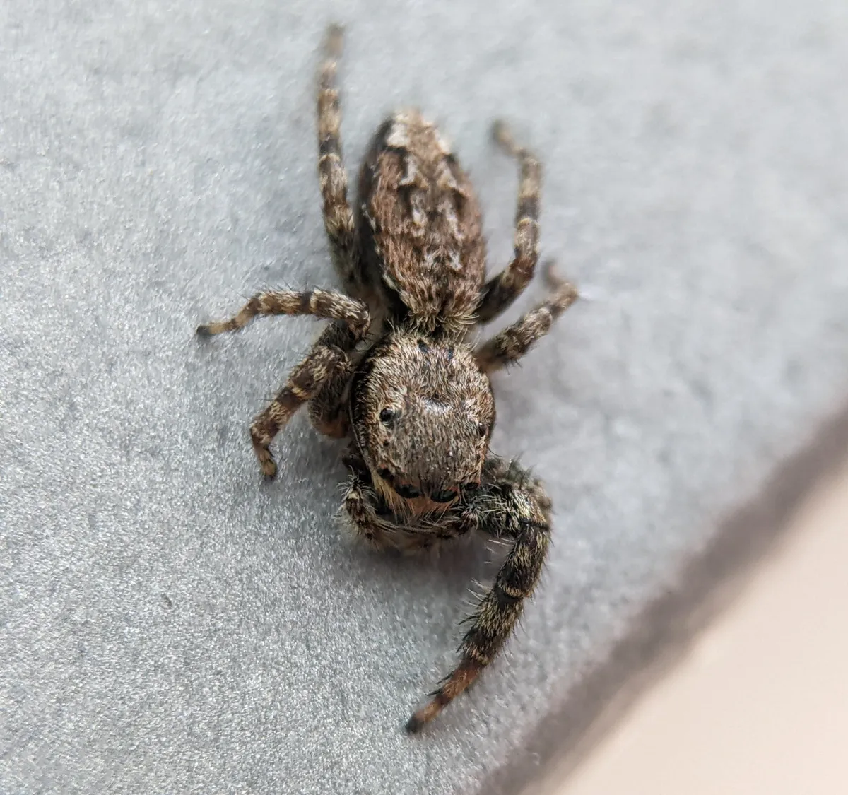 Araña Saltarina de Musgo