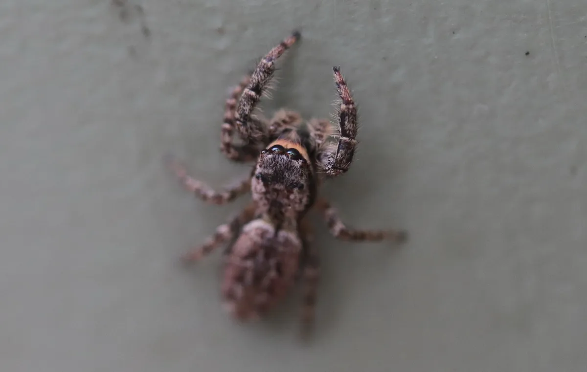 Araña Saltarina de Musgo