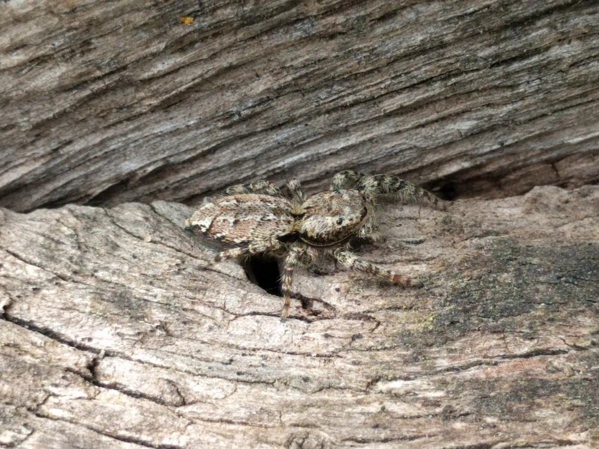 Araña Saltarina de Musgo