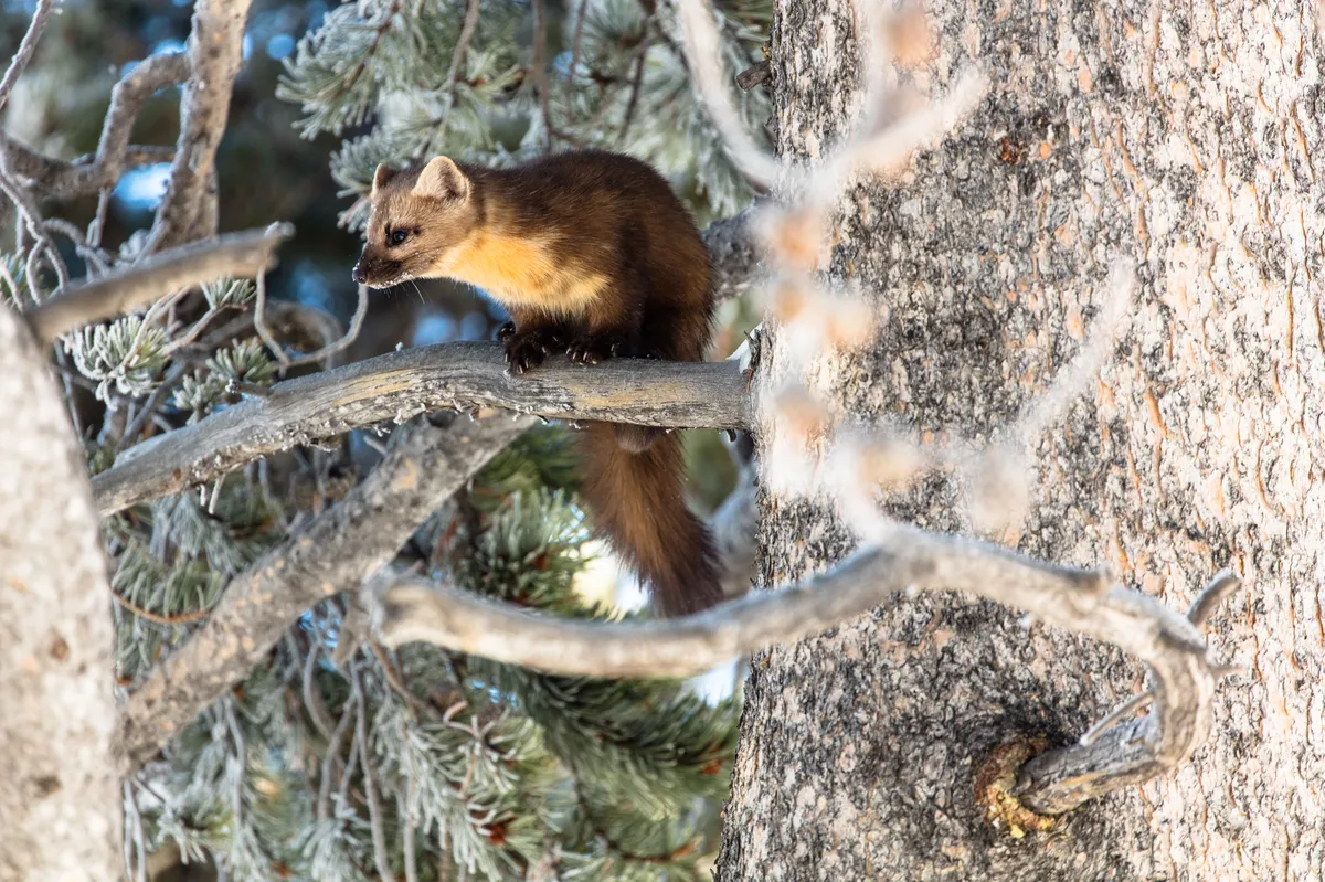 American Marten