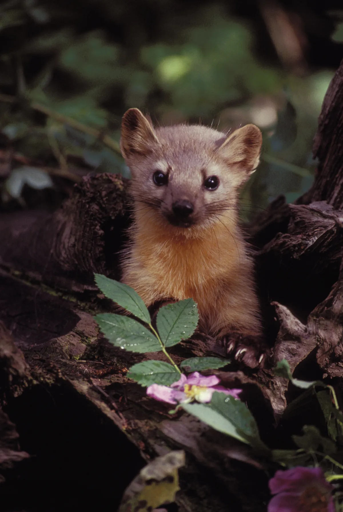 American Marten