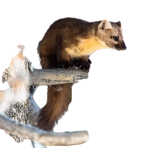 American Marten