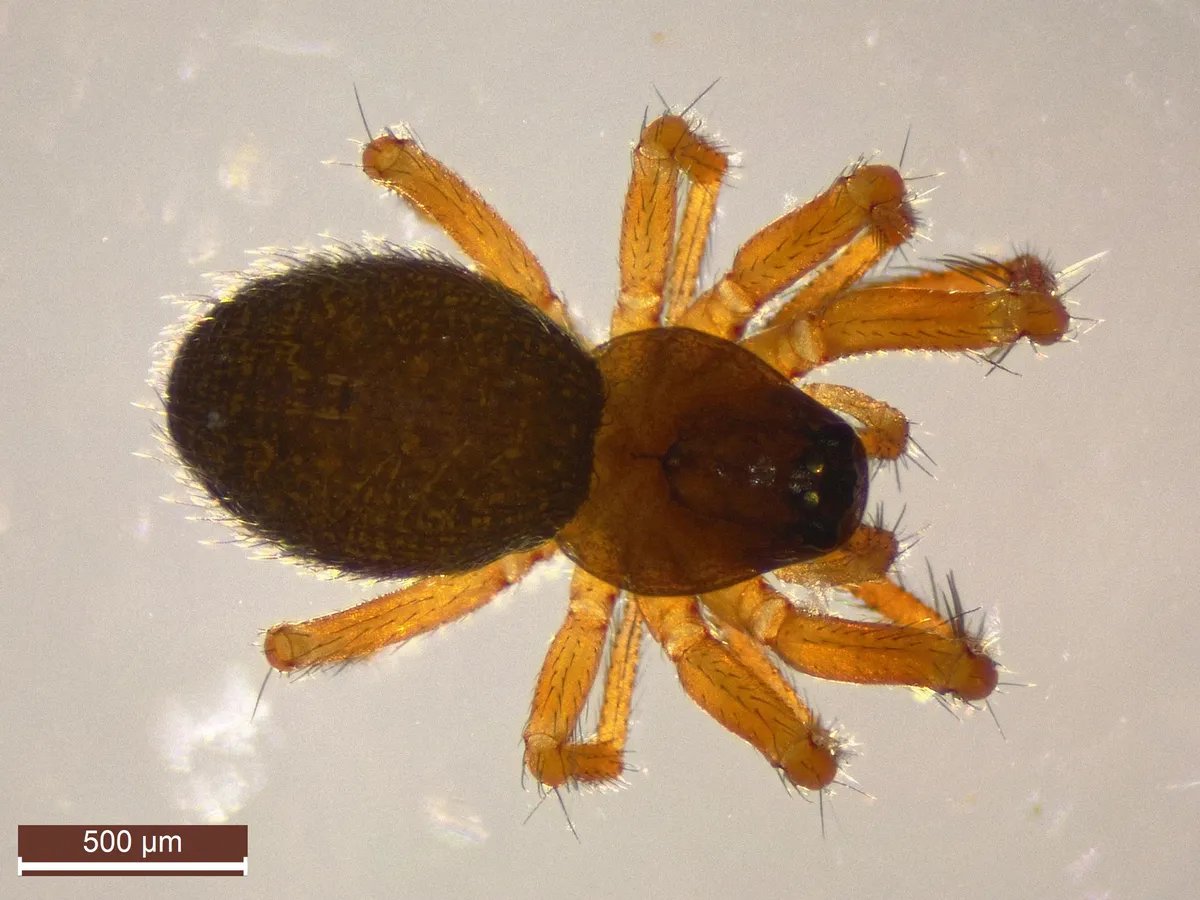 Araña de Dinero de Sundevall