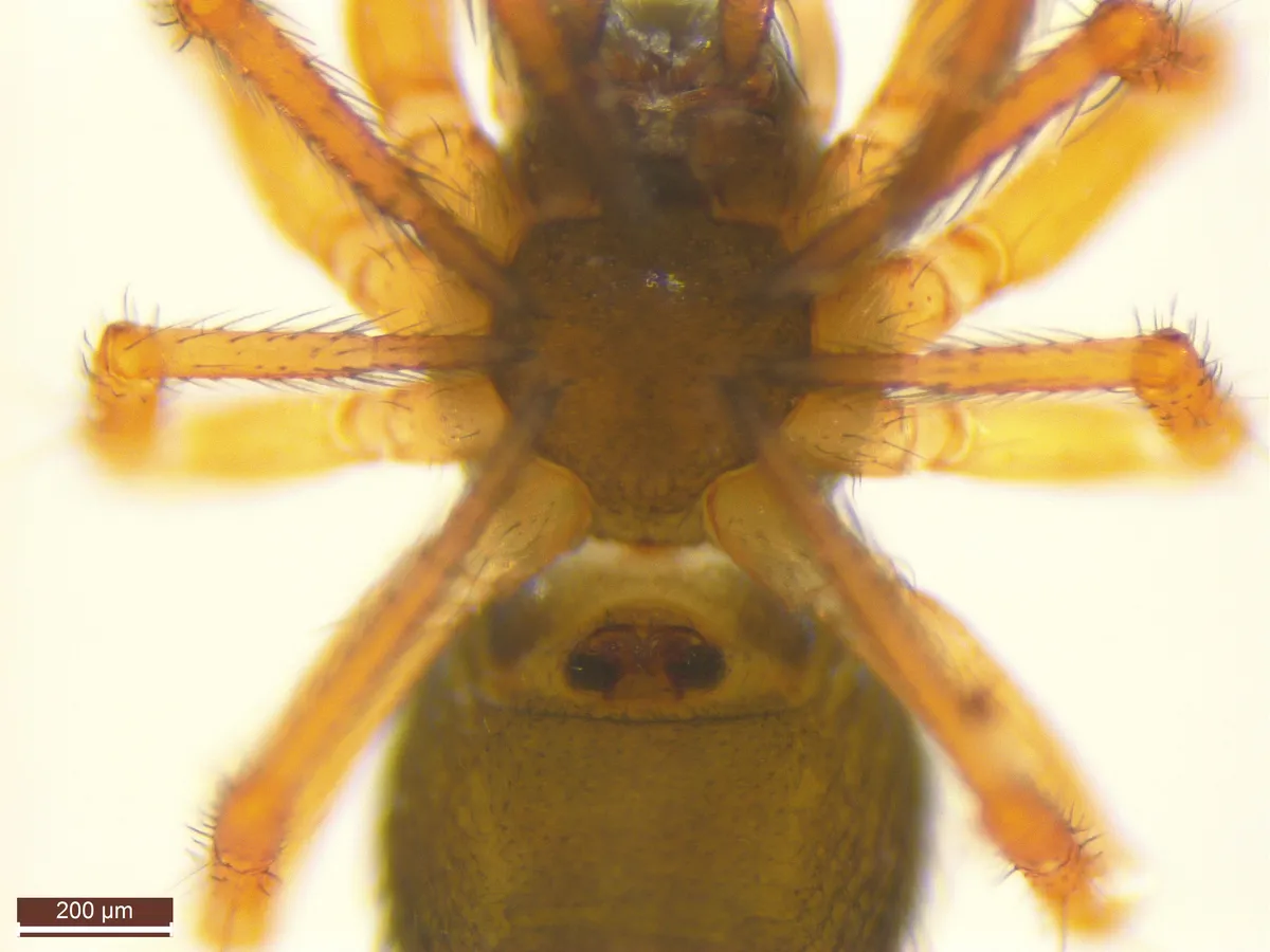 Araña de Dinero de Sundevall