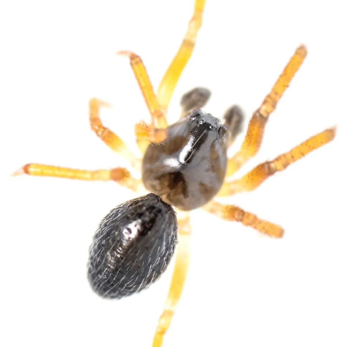 Araña de Dinero de Sundevall