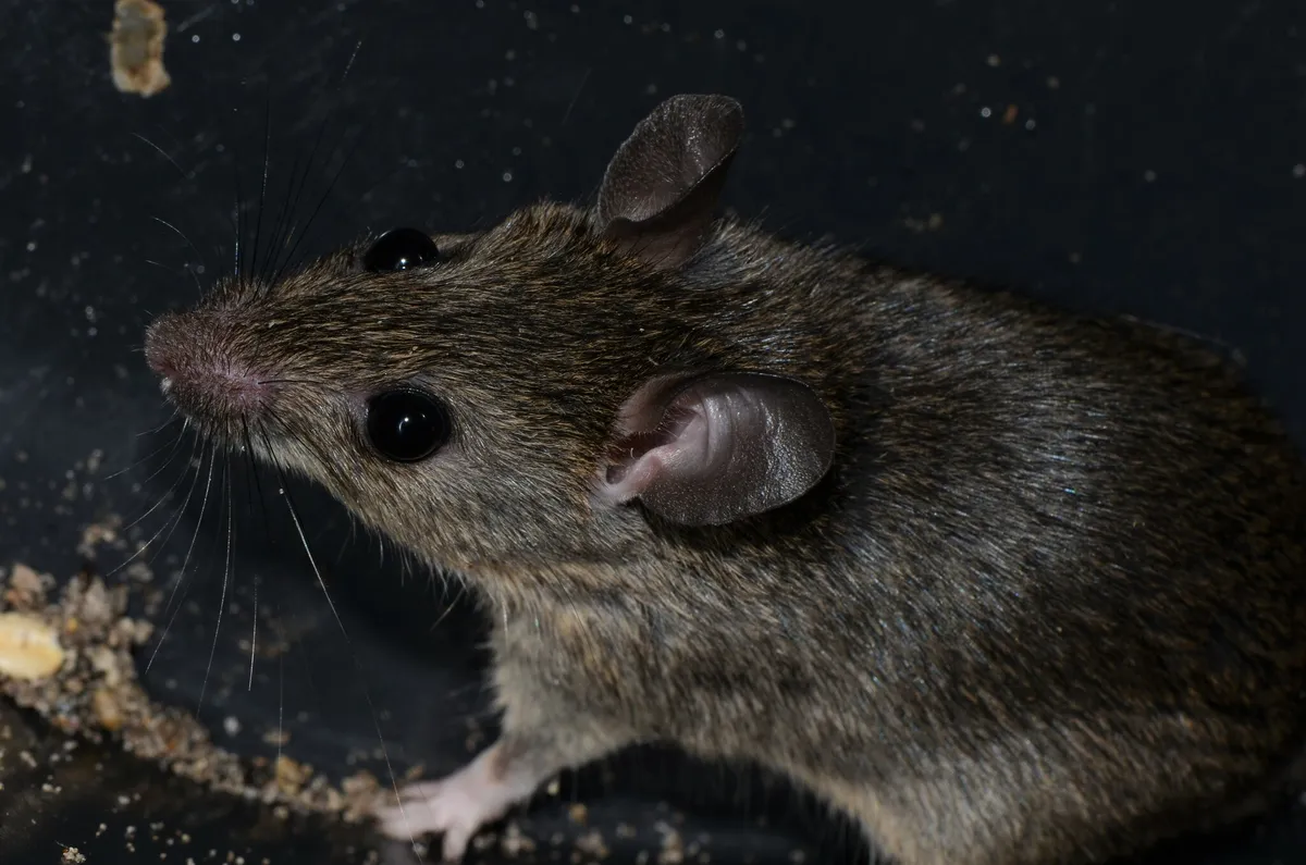 Ratón Multimamelado de Natal