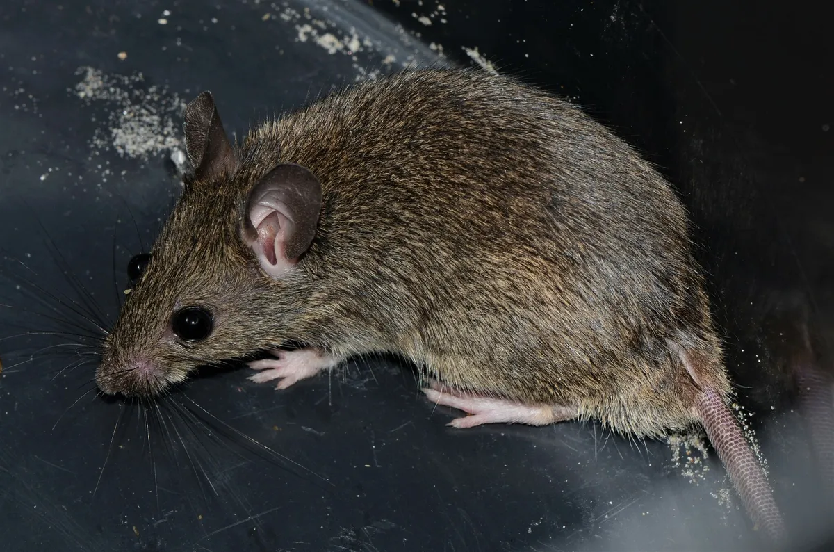 Ratón Multimamelado de Natal