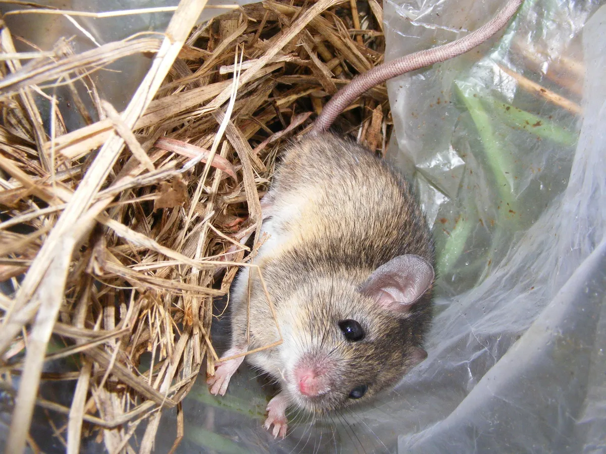 Ratón Multimamelado de Natal