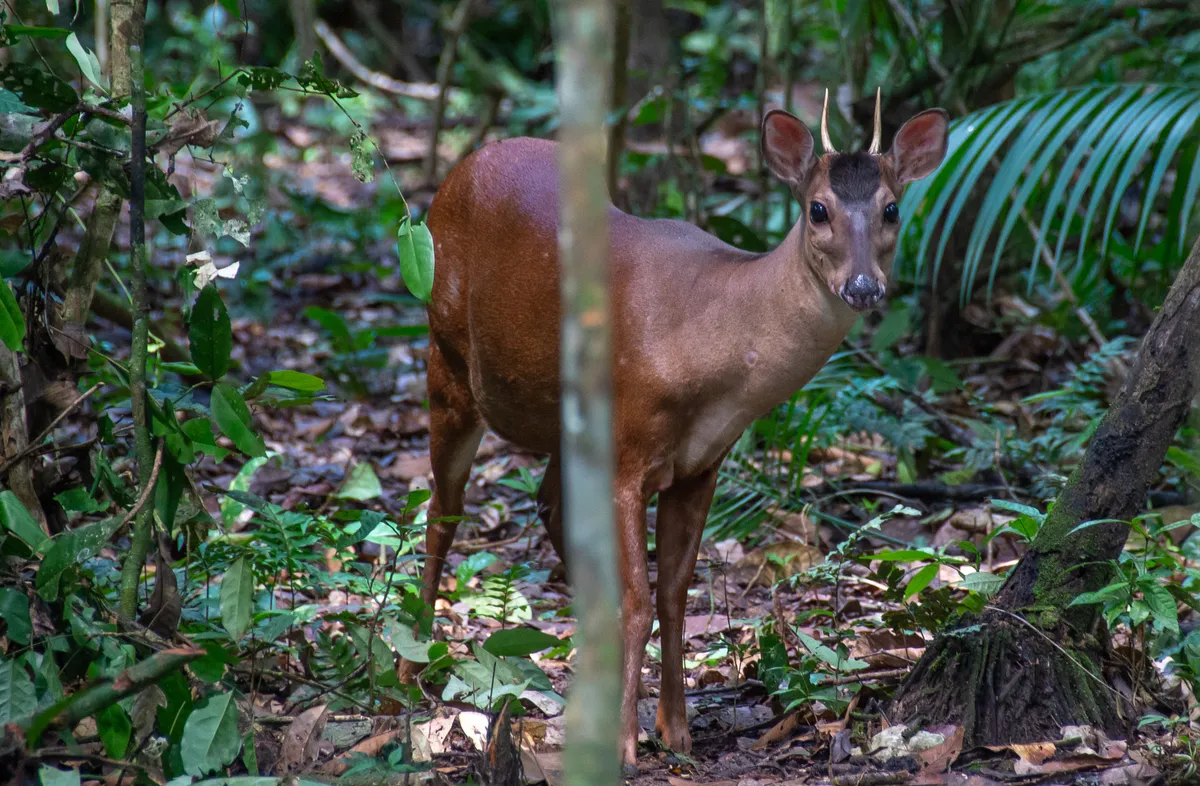 Red Brocket