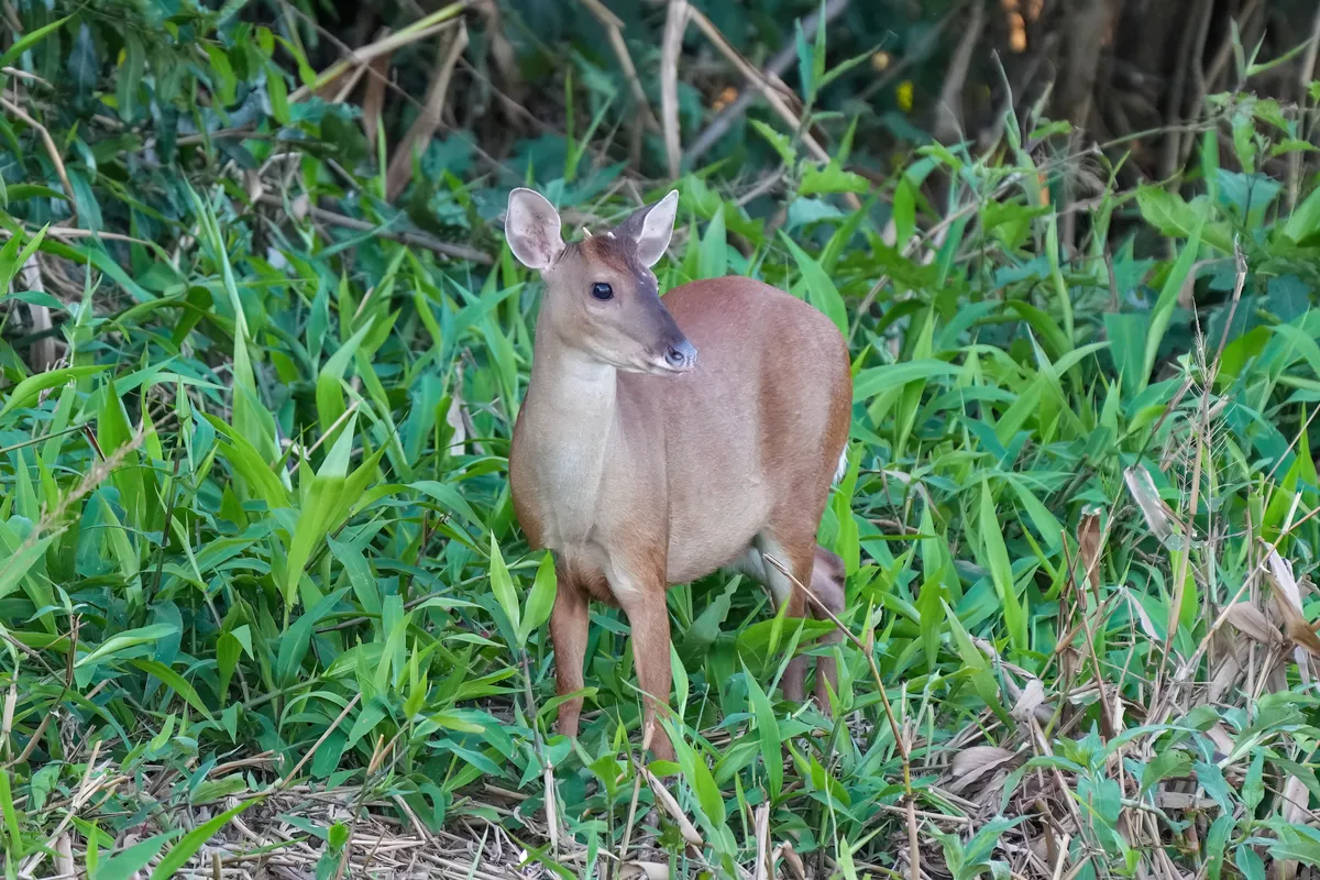 Red Brocket