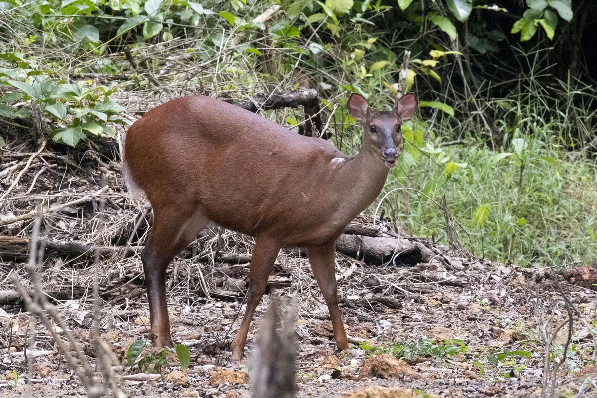 Red Brocket