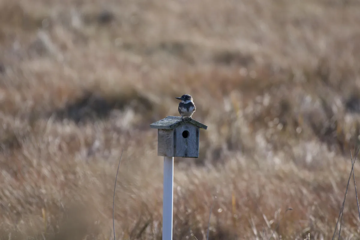 Martín Pescador Norteamericano