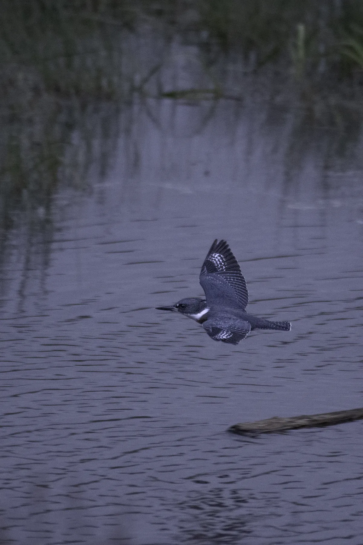 Martín Pescador Norteamericano