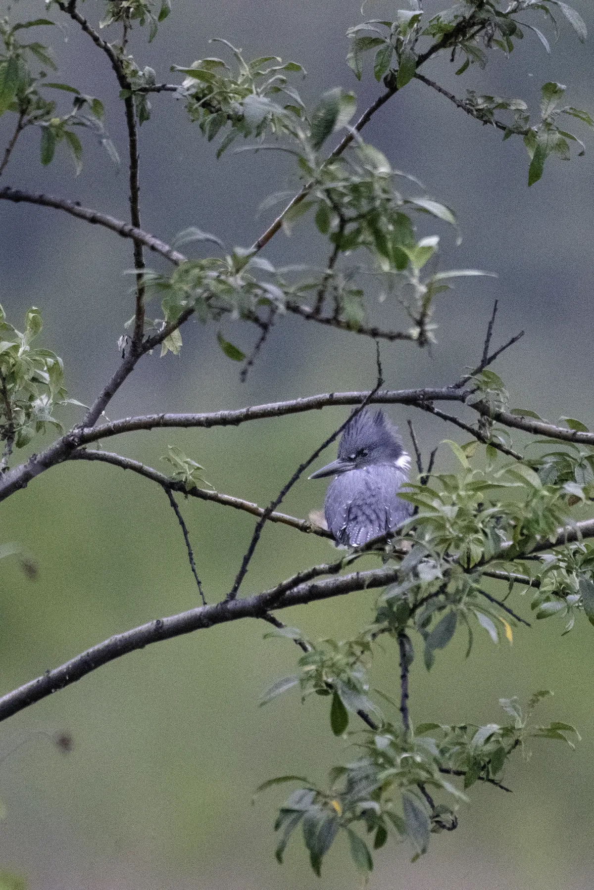 Martín Pescador Norteamericano