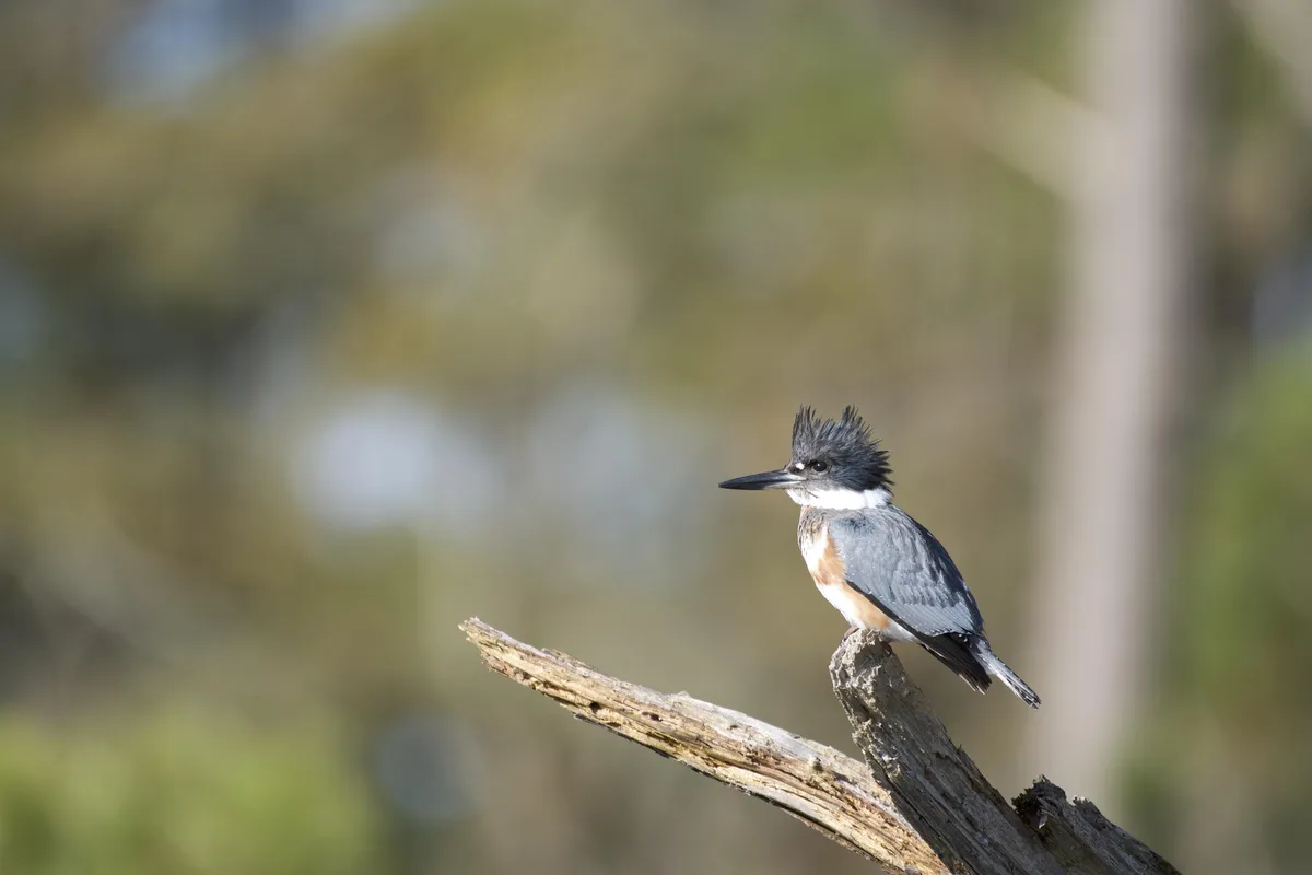 Martín Pescador Norteamericano
