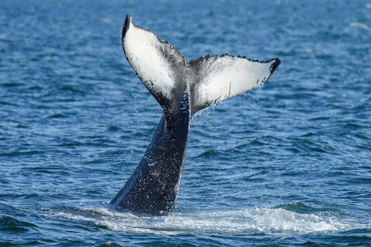 Humpback Whale
