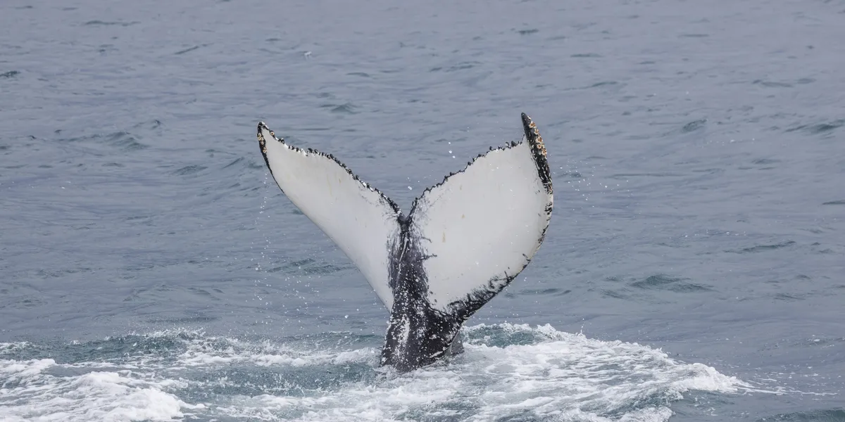 Humpback Whale