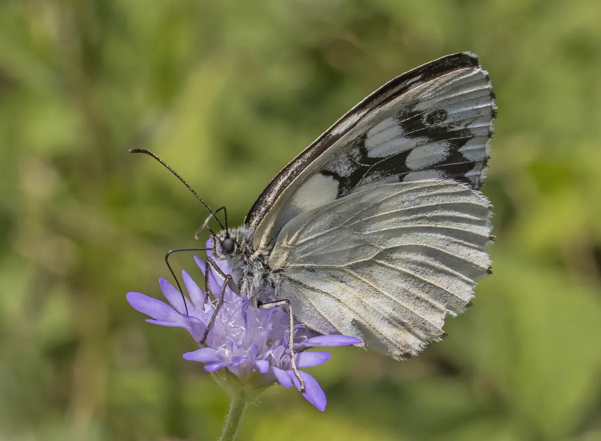 Melanargia galathea