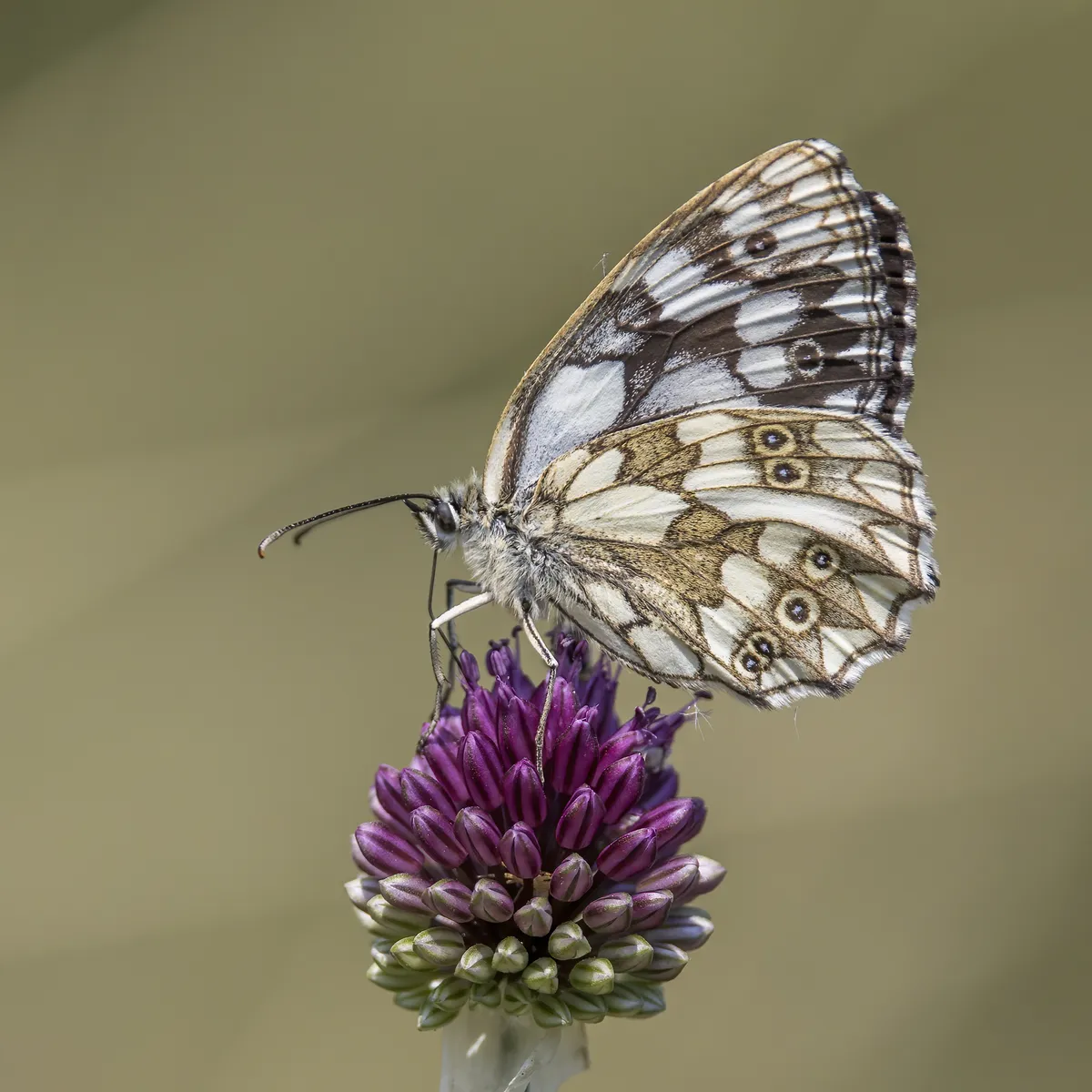 Marbled White