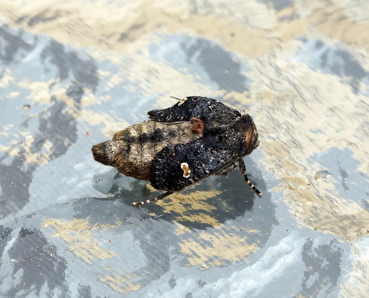 Melanchra persicariae